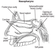 nasopharn